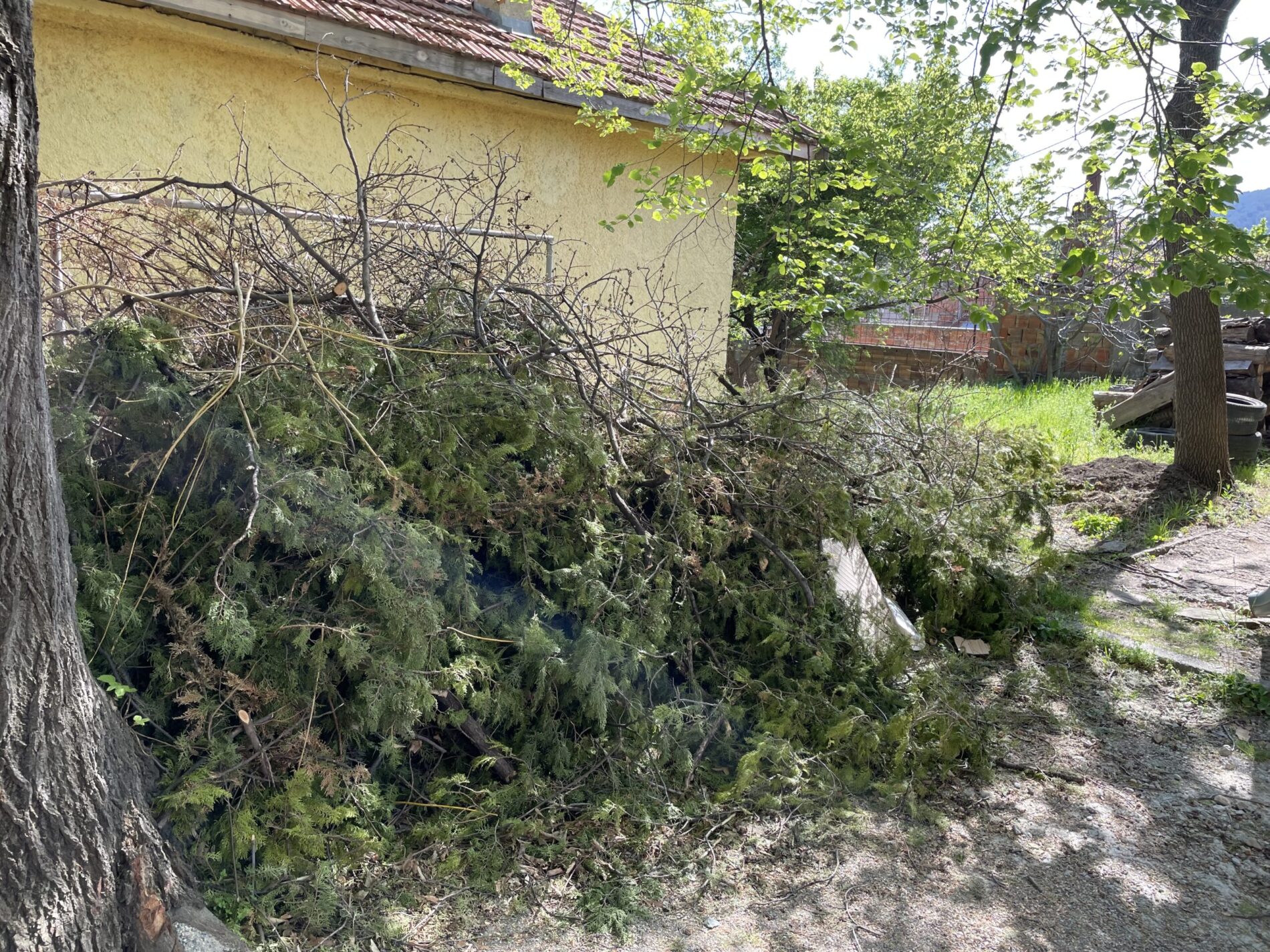СЕЧ НА ДЪРВЕТА В ДВОРА НА СЛИВЕНСКА ЦЪРКВА