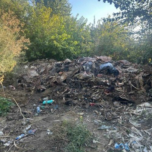 ПОЛИЦАИ РАЗКРИХА НЕЗАКОННО КЛАНЕ НА КОНЕ КРАЙ САМУИЛОВО